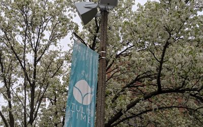 Case Study: Tulip Time on Holland’s 8th Street
